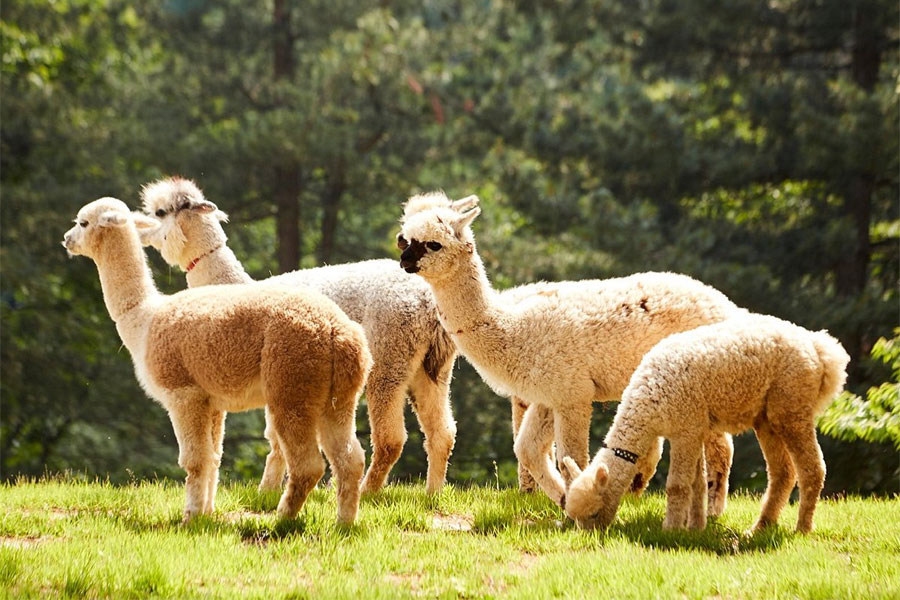 alpaca1