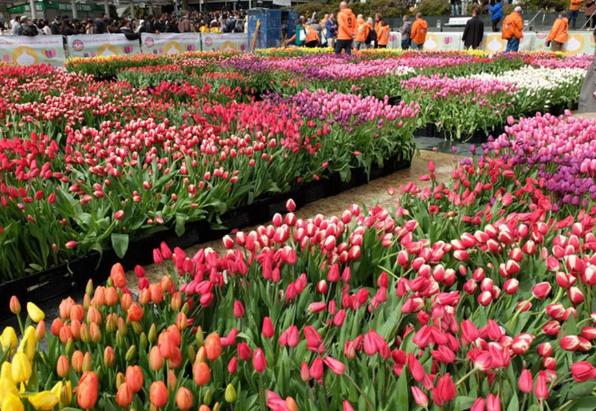 Tour San Francisco Dịp Lễ hội hoa Tulip và sự kiện đua thuyền