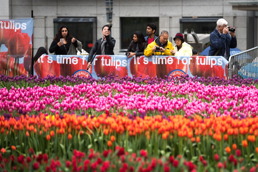 Tour San Francisco Dịp Lễ hội hoa Tulip và sự kiện đua thuyền